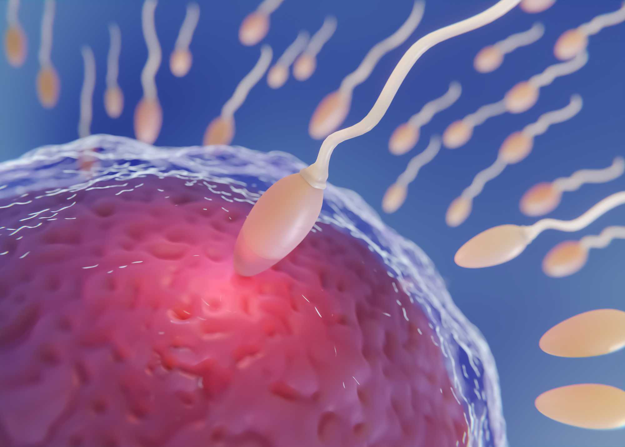 Male Sperm Health